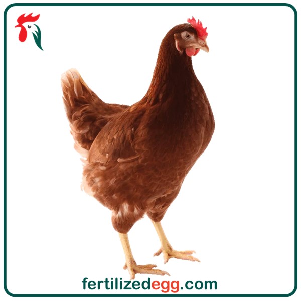 تخم نطفه دار مرغ لهمن براون 